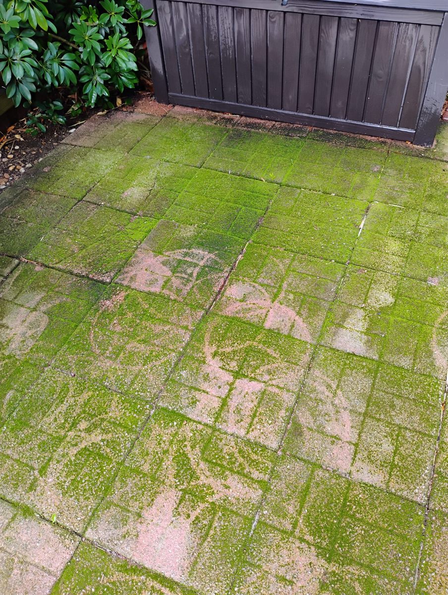 Backyard paver patio stained green with moss before cleaning
