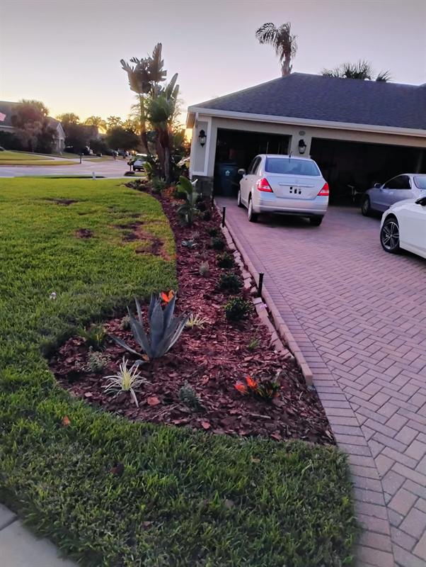 Freshly mulched bed with trimmed palms next to a paver driveway